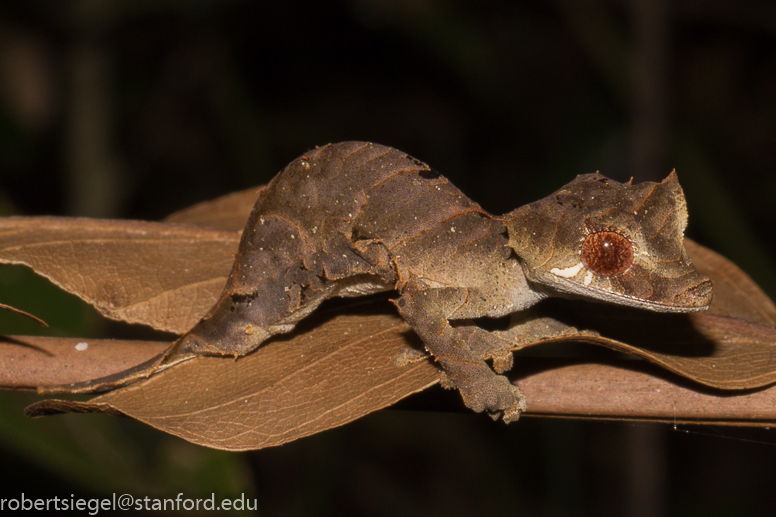 leaf-tailed gecko